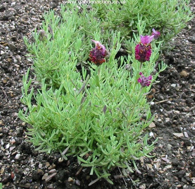 French lavender